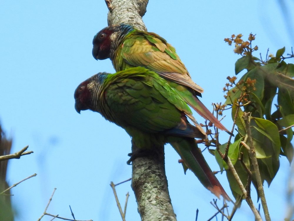 Painted Parakeet - ML637235179