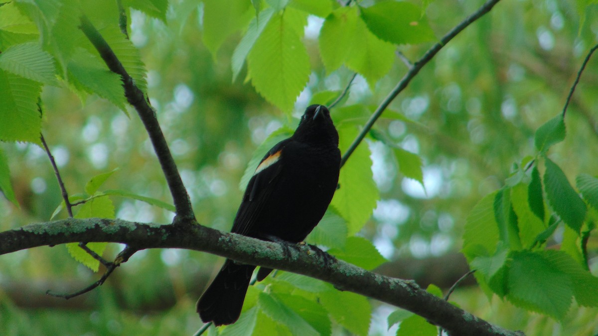 Red-winged Blackbird - ML637235201