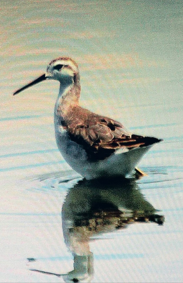 Wilson's Phalarope - ML637235231