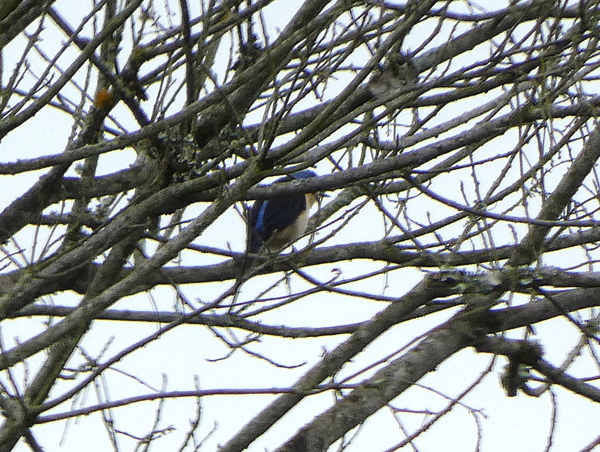 Fawn-breasted Tanager - ML637235238