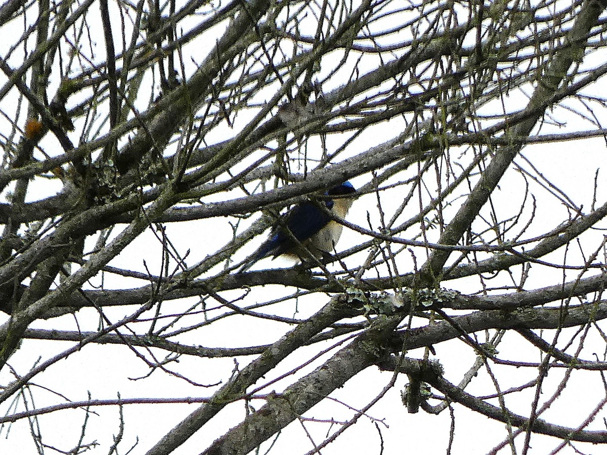 Fawn-breasted Tanager - ML637235267