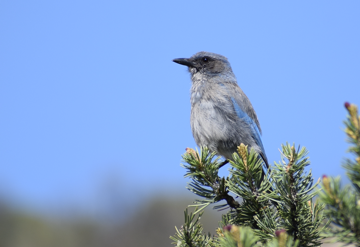 Woodhouse's Scrub-Jay - ML637235275