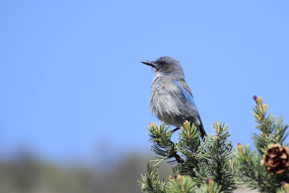 Woodhouse's Scrub-Jay - ML637235277