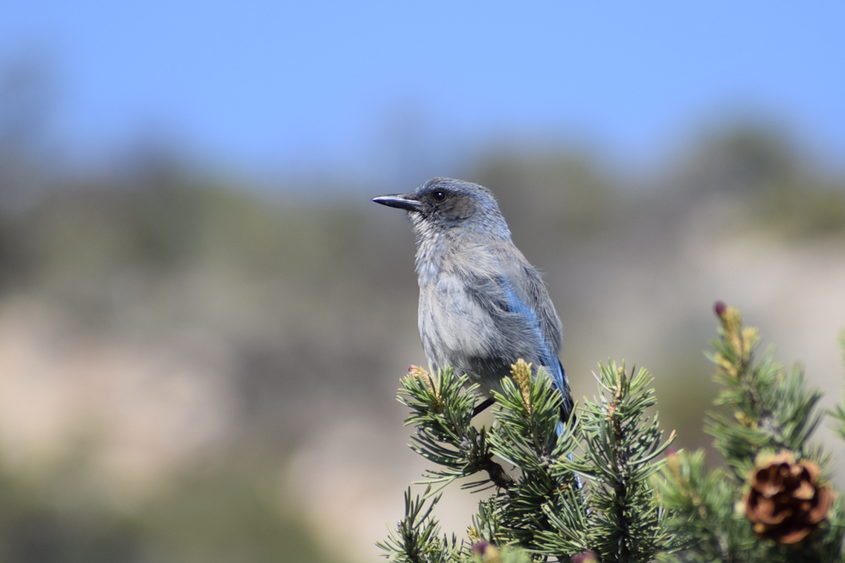 Woodhouse's Scrub-Jay - ML637235278