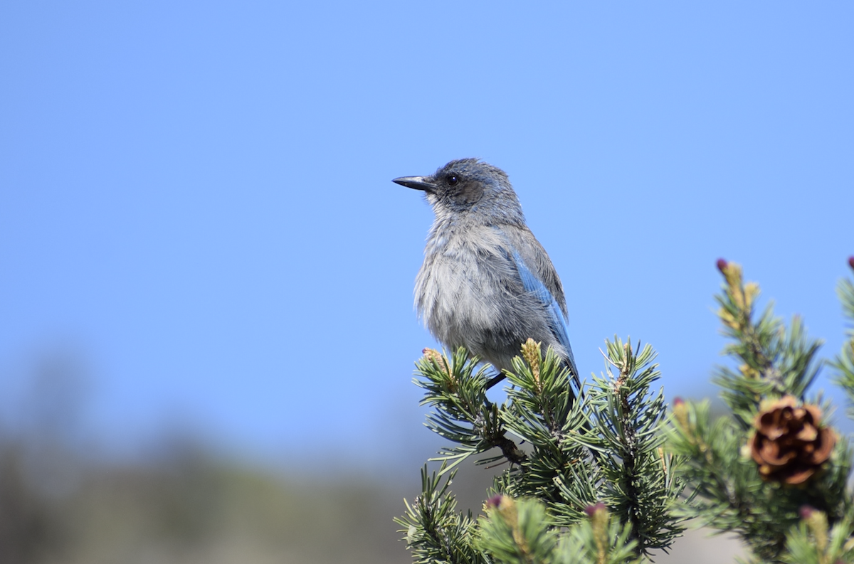 Woodhouse's Scrub-Jay - ML637235279