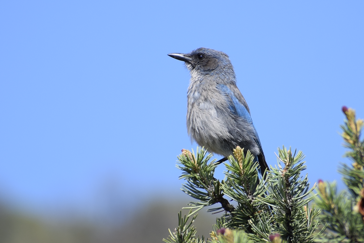 Woodhouse's Scrub-Jay - ML637235280