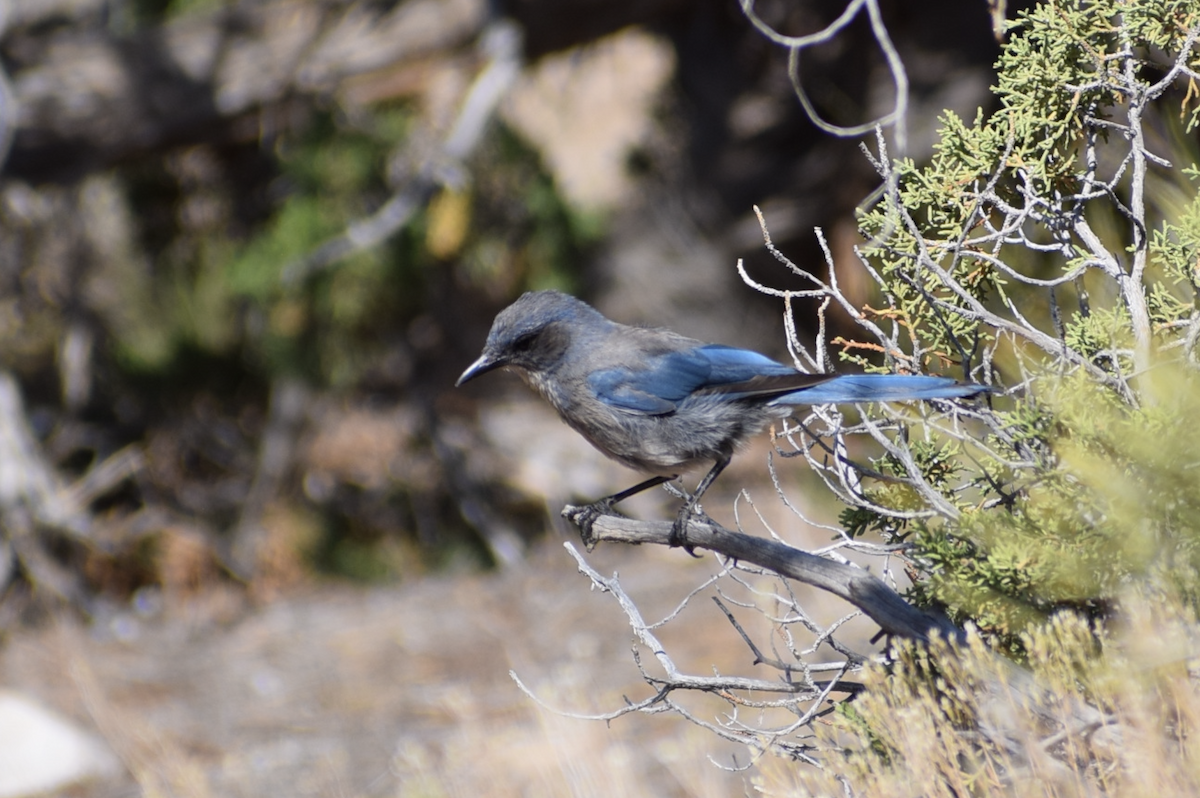 Woodhouse's Scrub-Jay - ML637235281