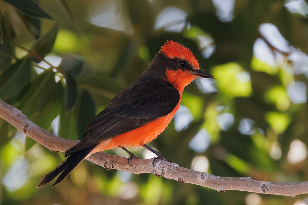 Vermilion Flycatcher - ML637235305