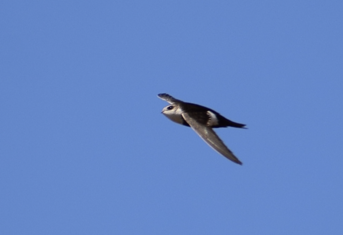 White-throated Swift - ML637235347