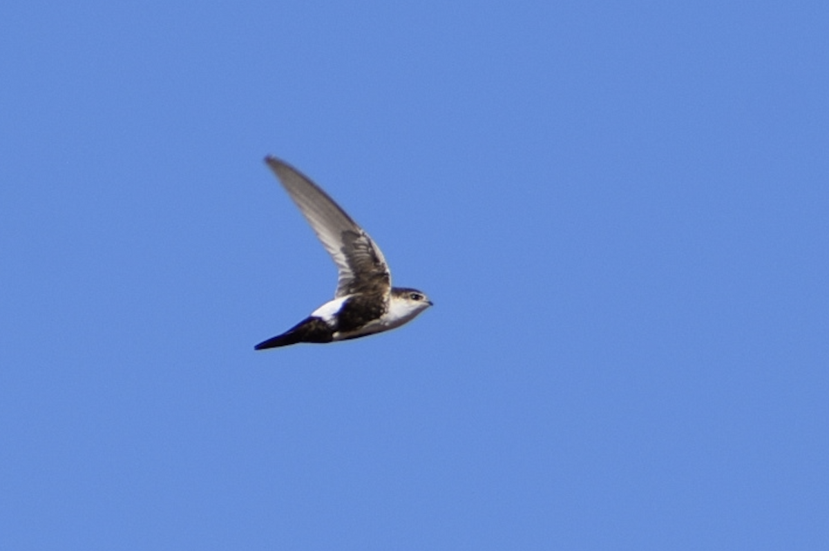 White-throated Swift - ML637235348
