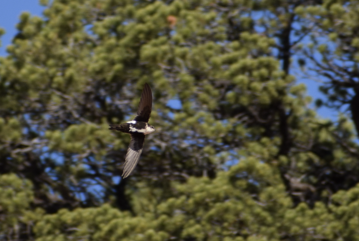 White-throated Swift - ML637235349