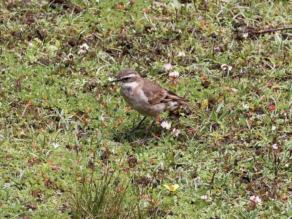 Chestnut-winged Cinclodes - ML637235357