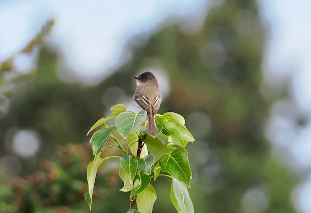 Eastern Phoebe - ML637235440