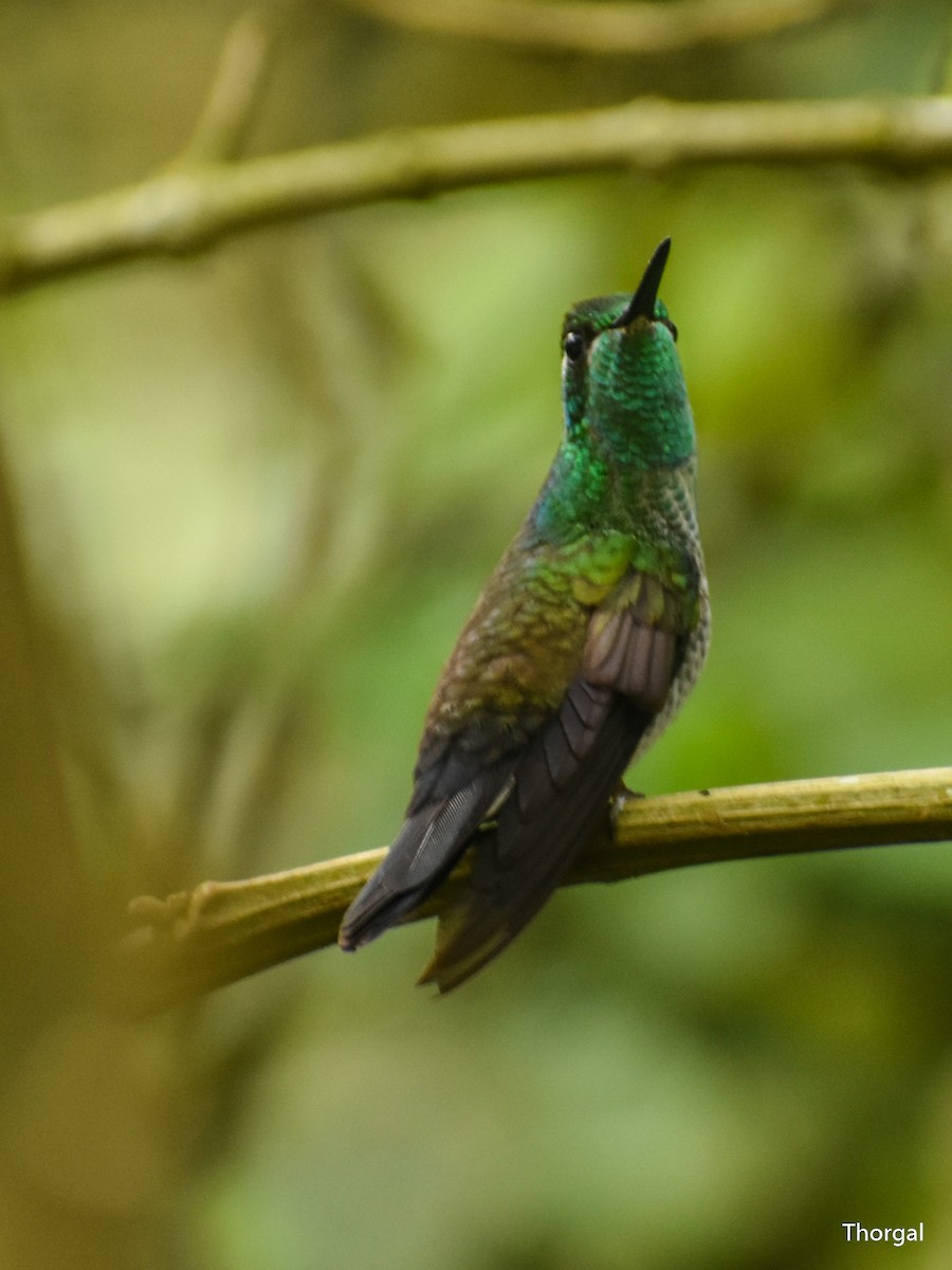 Colibri de Sybil - ML637235537