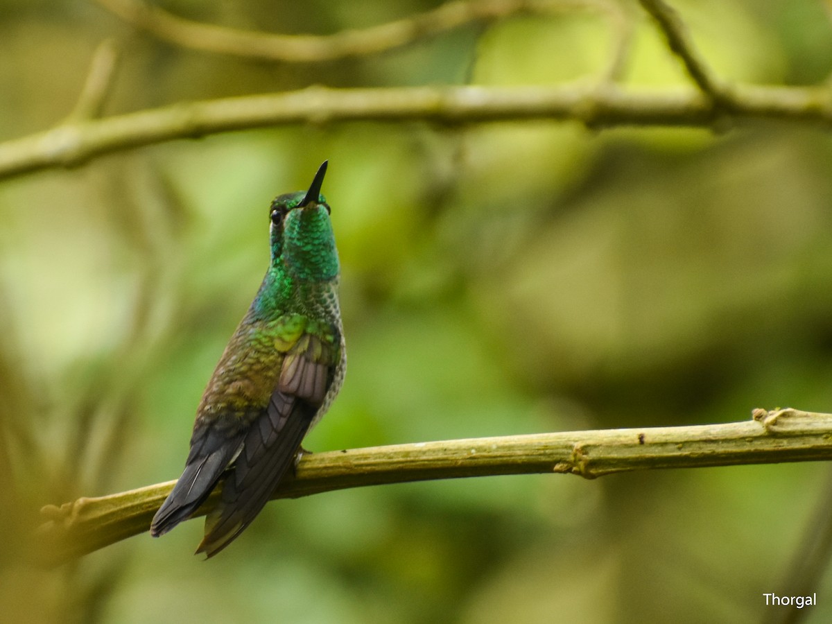 Colibri de Sybil - ML637235538
