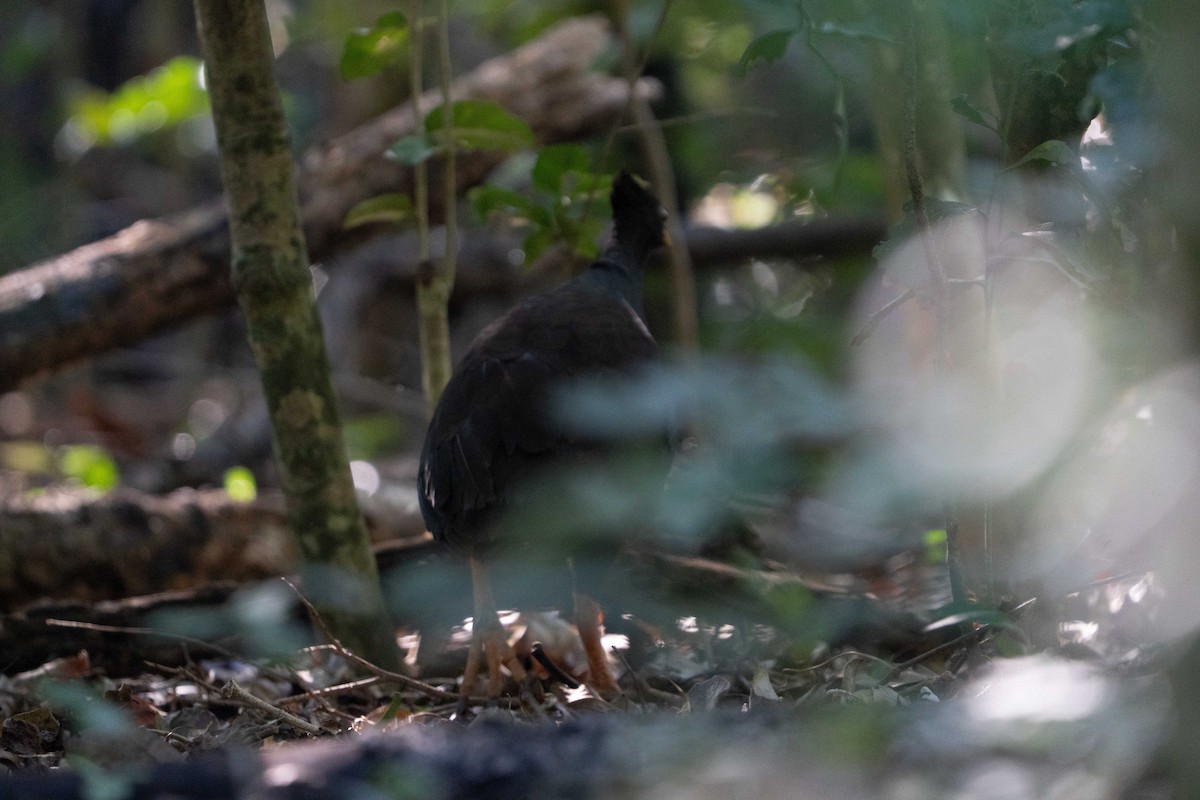 Orange-footed Megapode - ML637235577