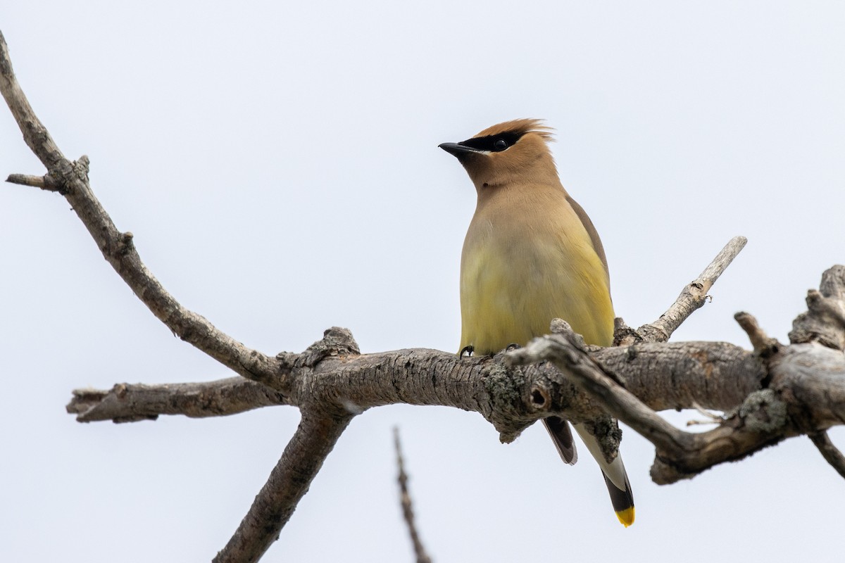 Cedar Waxwing - ML637235603