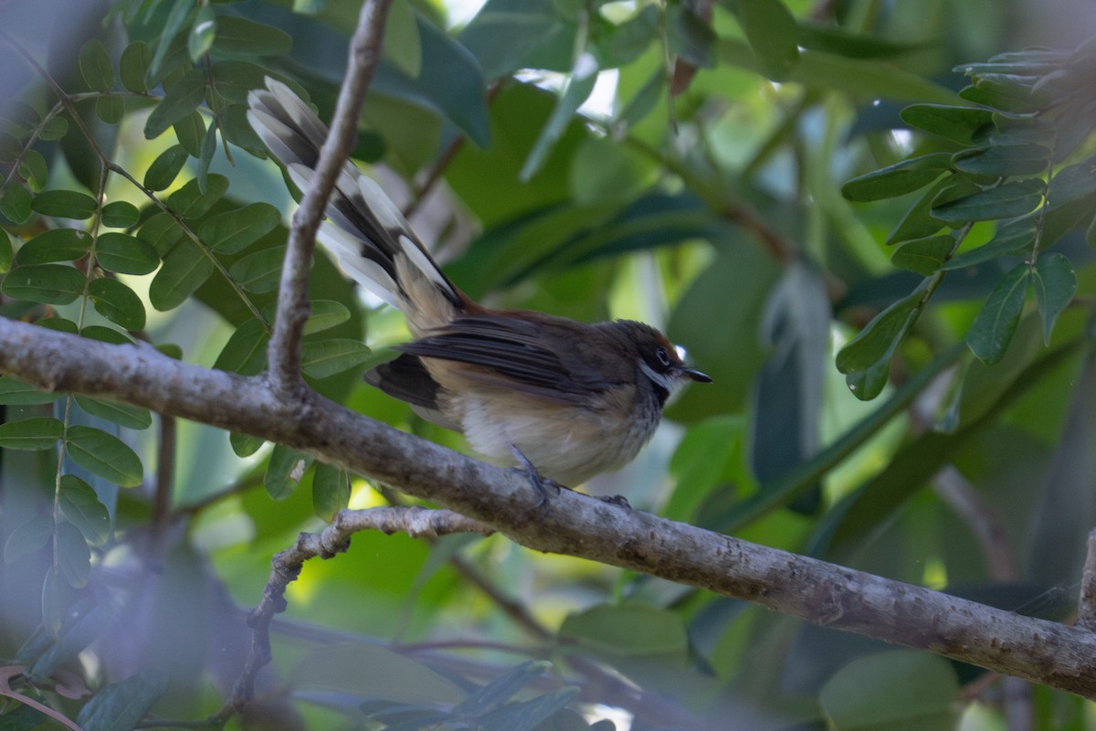 Arafura Fantail - ML637235631