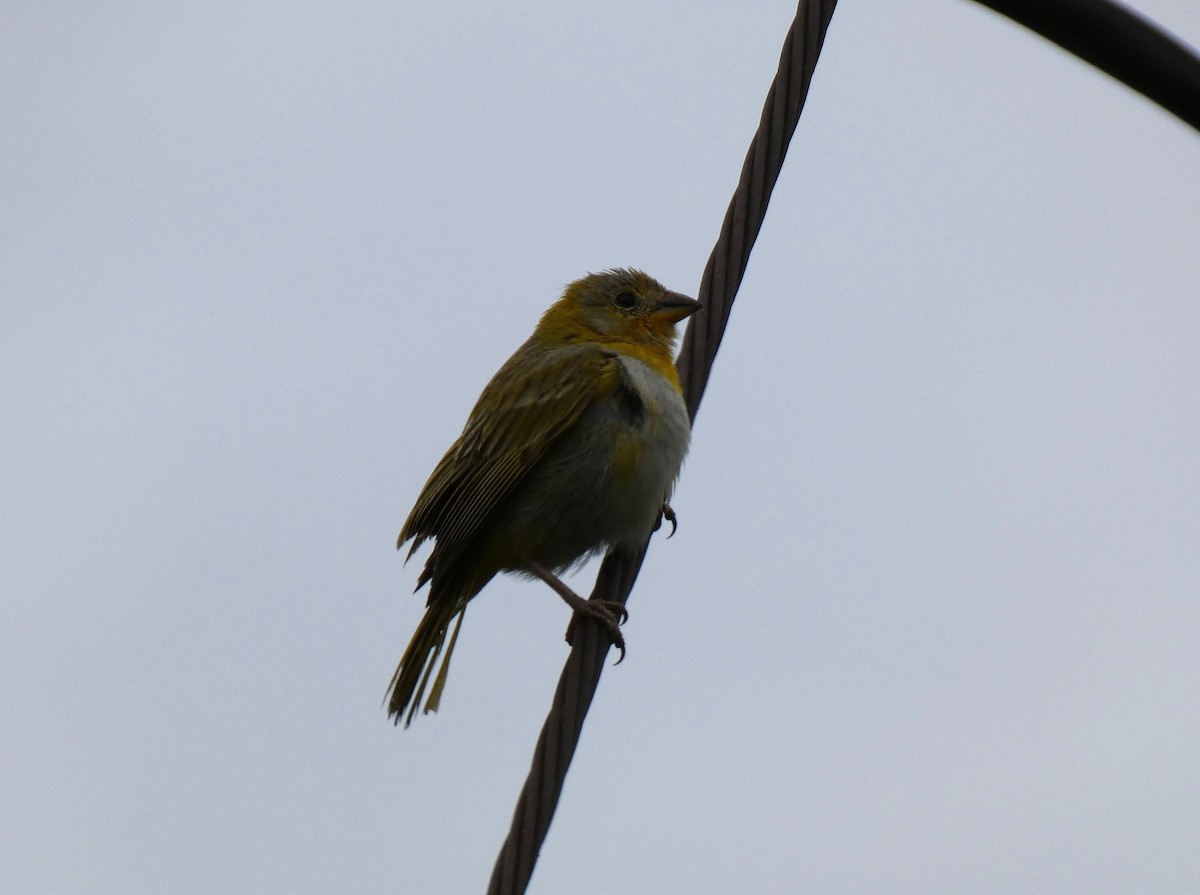 Saffron Finch - ML637235637