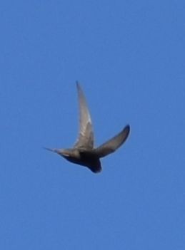 Pallid Swift - ML637235798