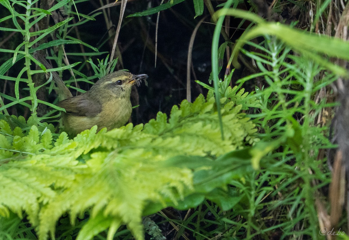Aberrant Bush Warbler (Aberrant) - ML637235908