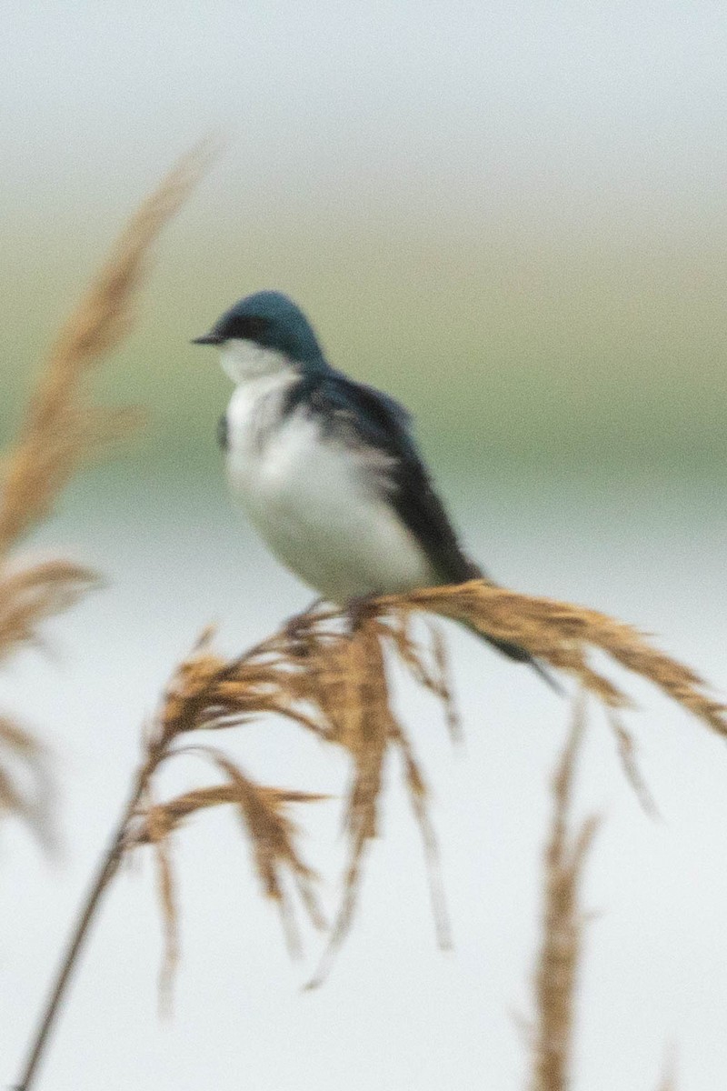 Tree Swallow - ML637236012