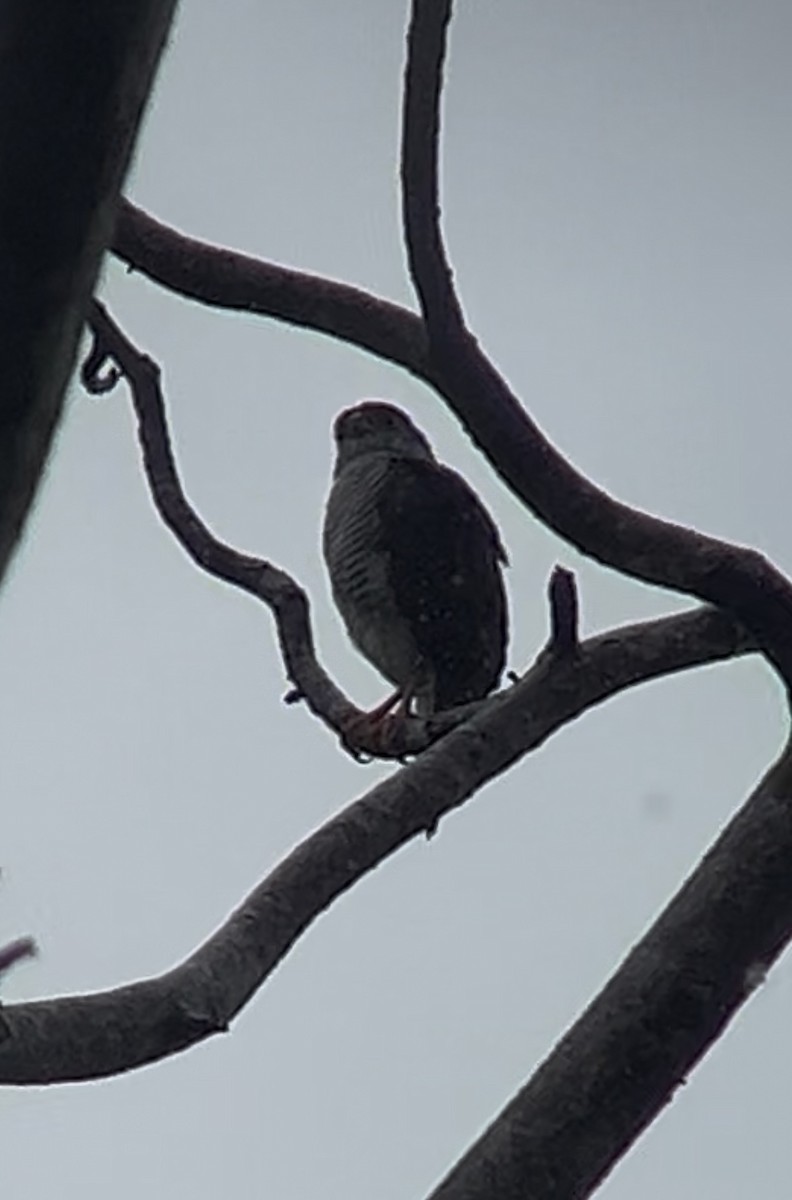 Tiny Hawk - ML637236035