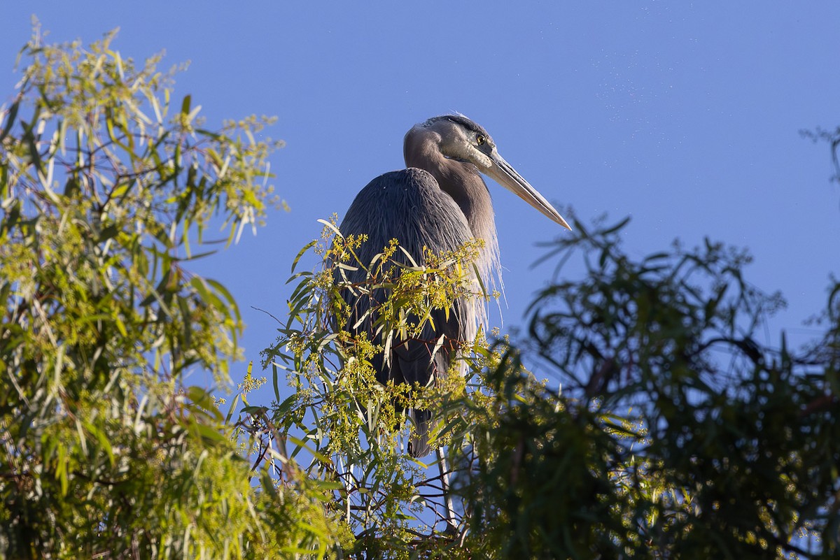 Great Blue Heron - ML637236111
