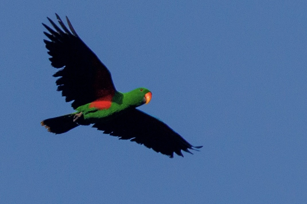 Papuan Eclectus - ML637236140
