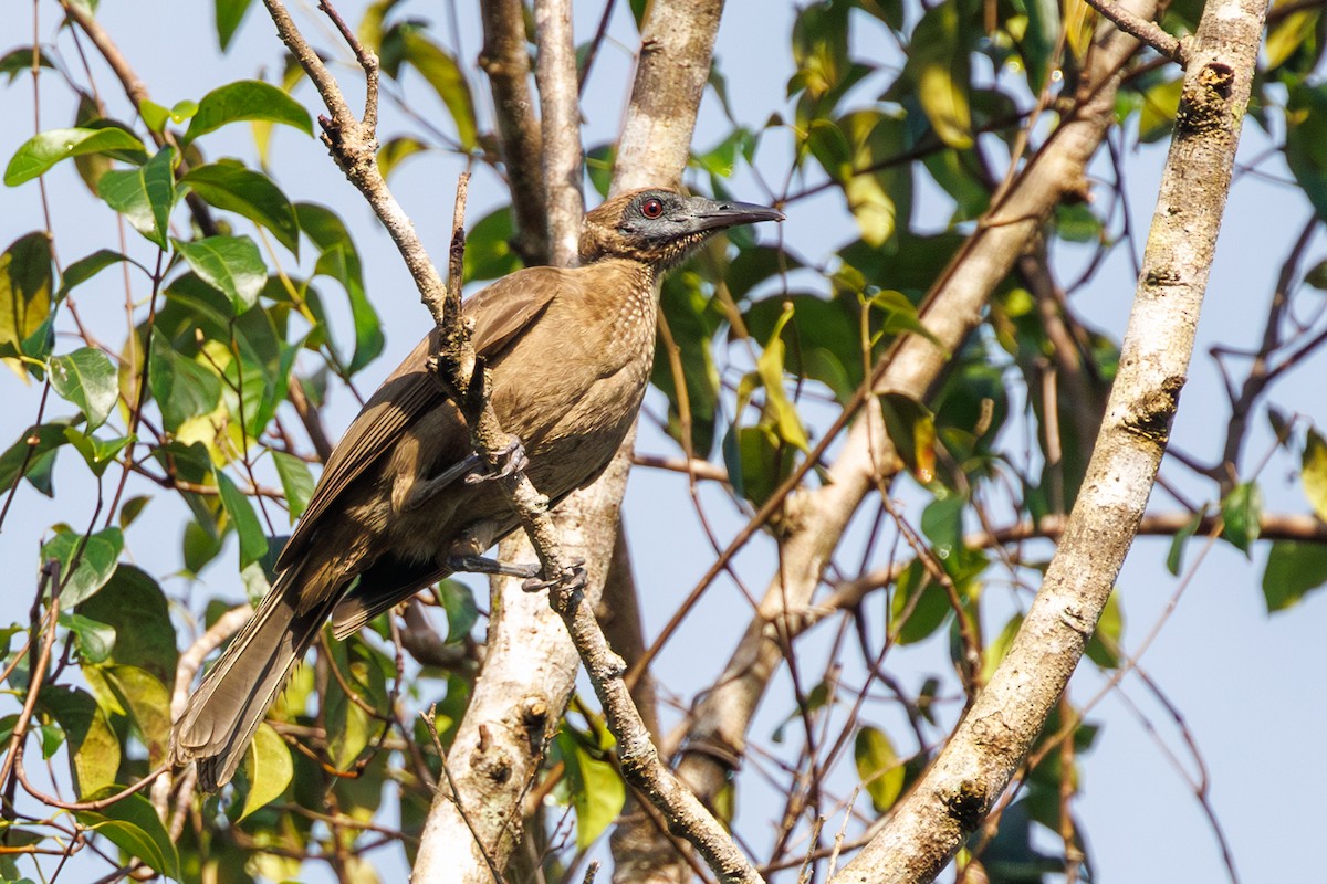 Helmeted Friarbird - ML637236160