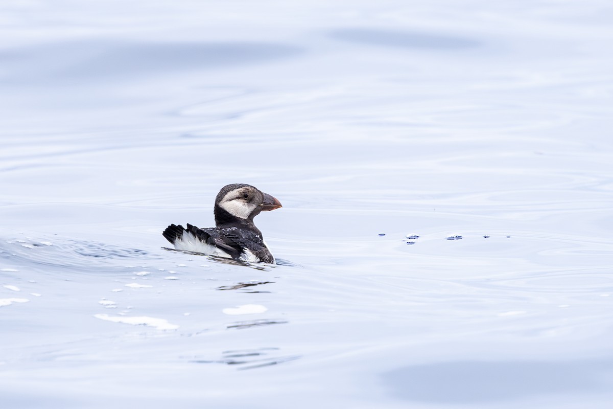 Horned Puffin - ML637236189