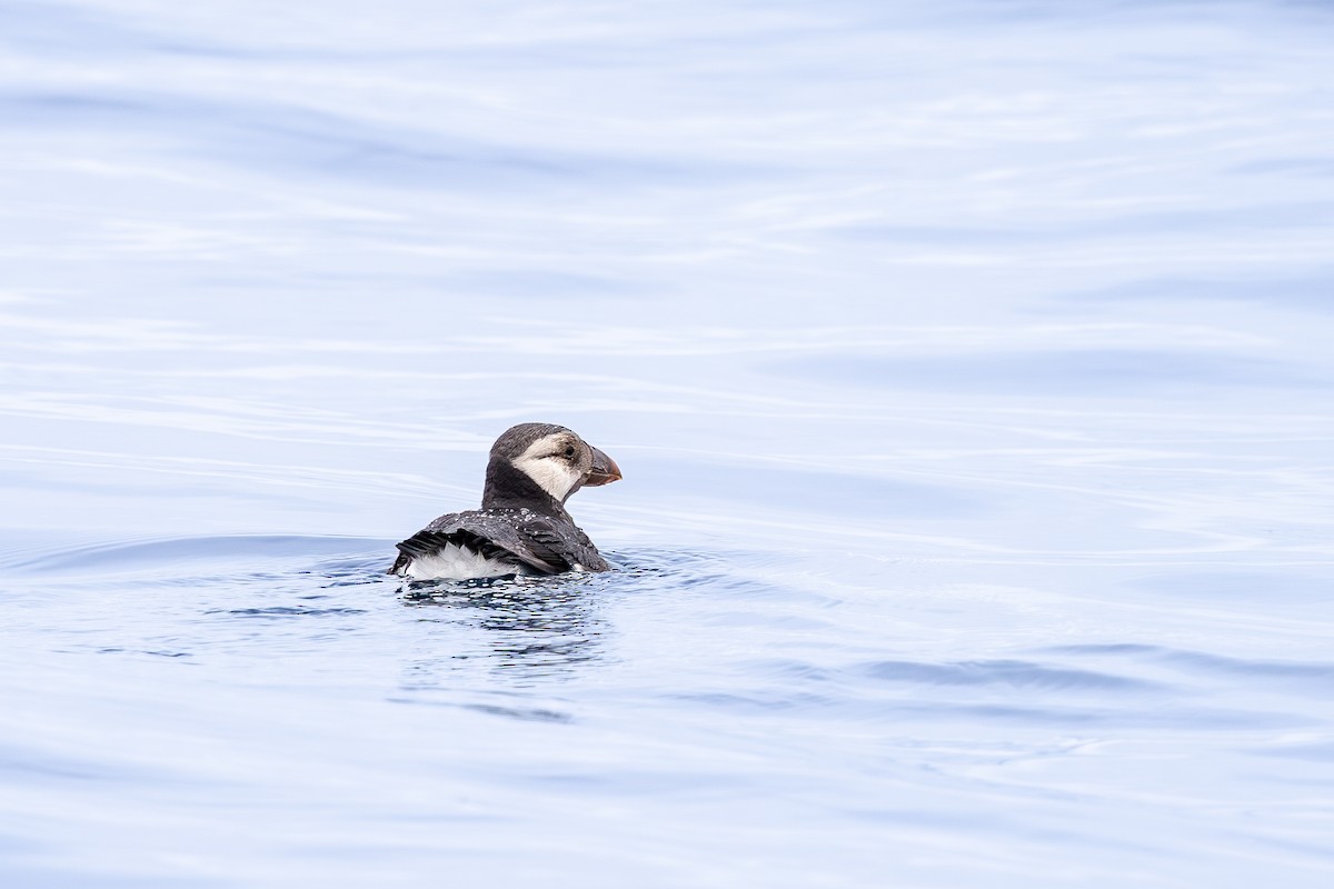 Horned Puffin - ML637236193