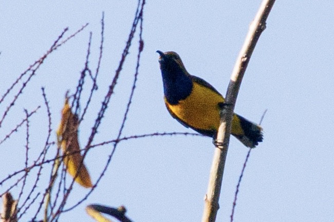 Sahul Sunbird - ML637236222