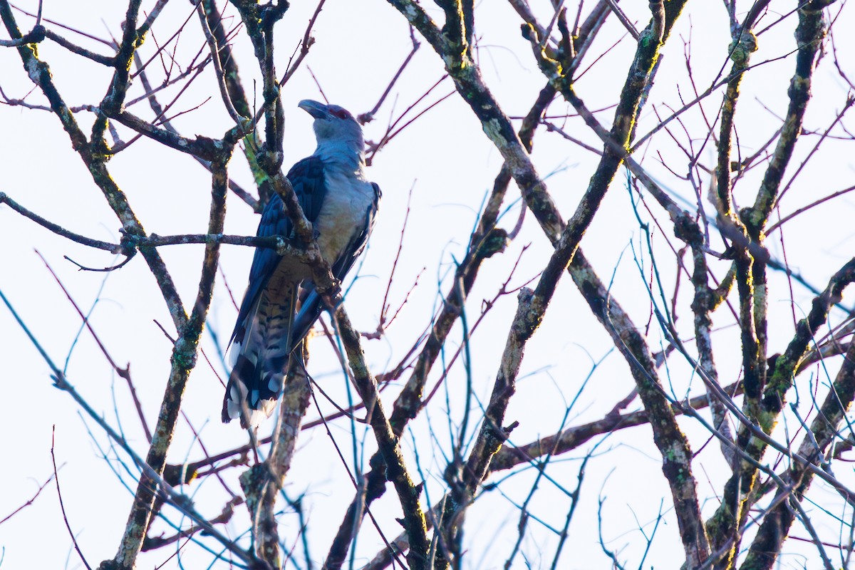 Channel-billed Cuckoo - ML637236413