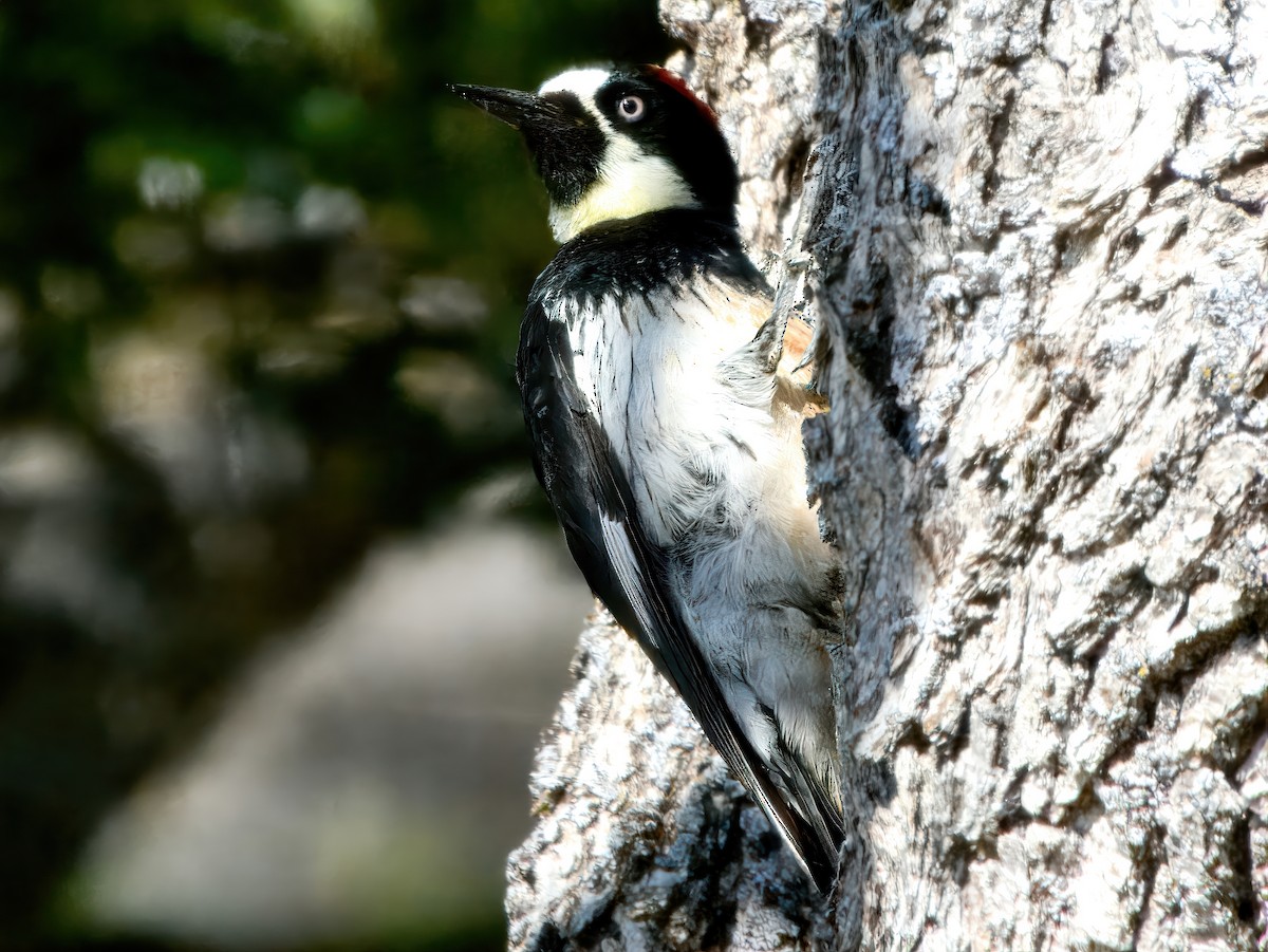 Acorn Woodpecker - ML637236452