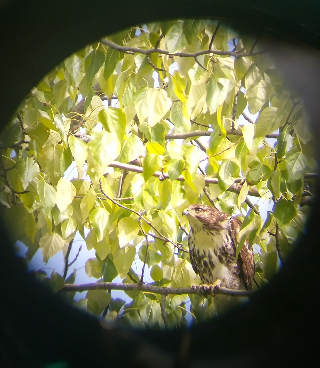 American Goshawk - ML637236465