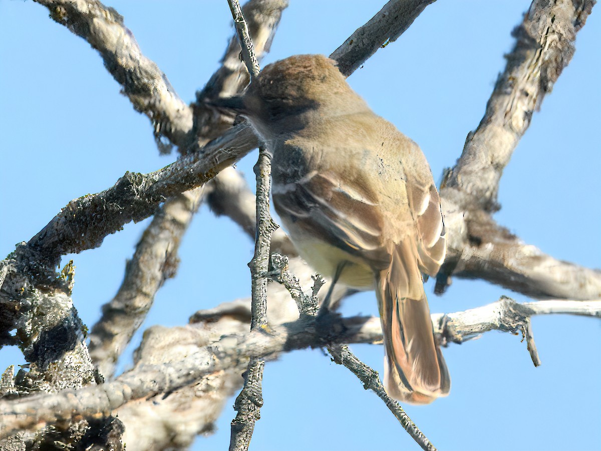 Ash-throated Flycatcher - ML637236471