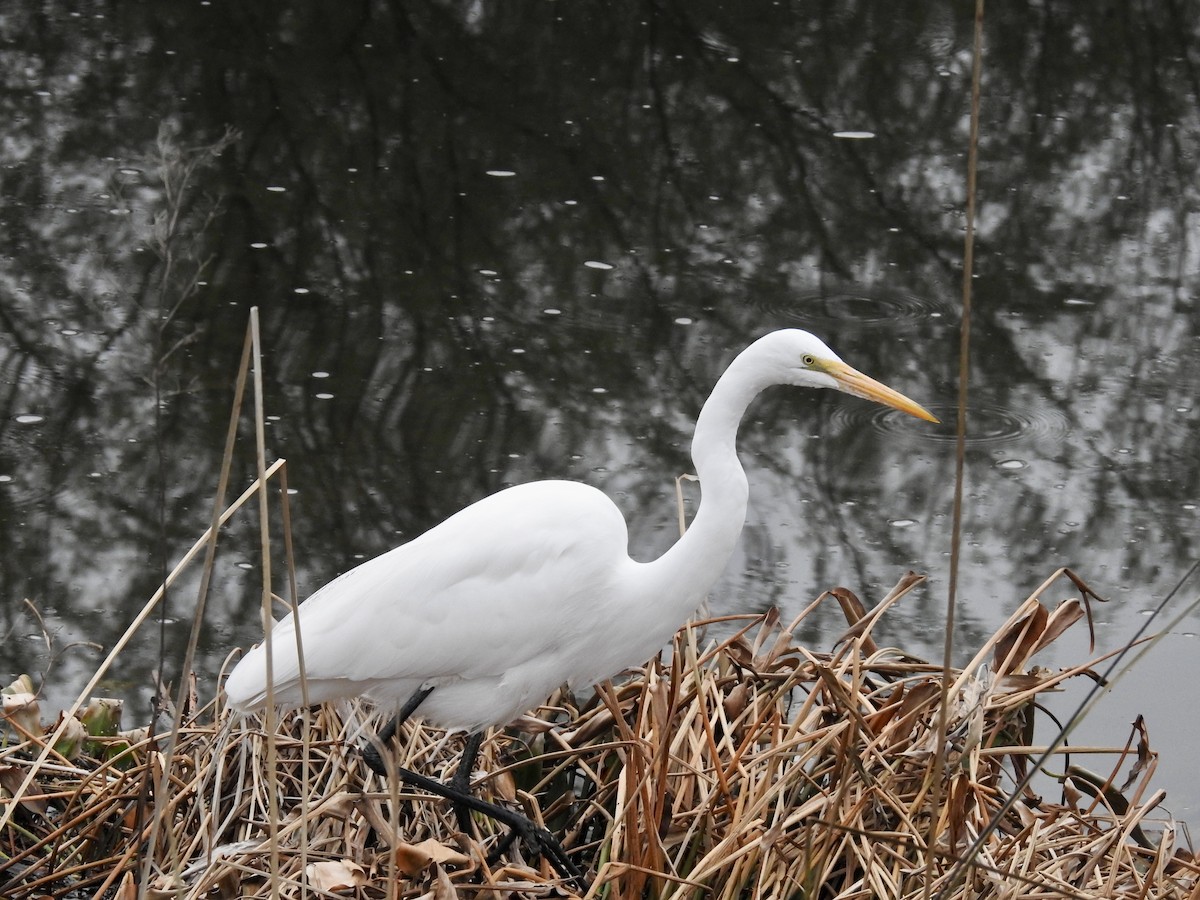 Great Egret - ML637236495