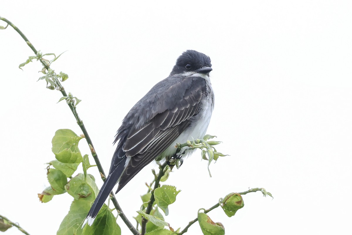 Eastern Kingbird - ML637236502