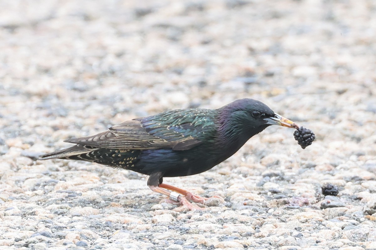 Arabazozo pikarta - ML637236509