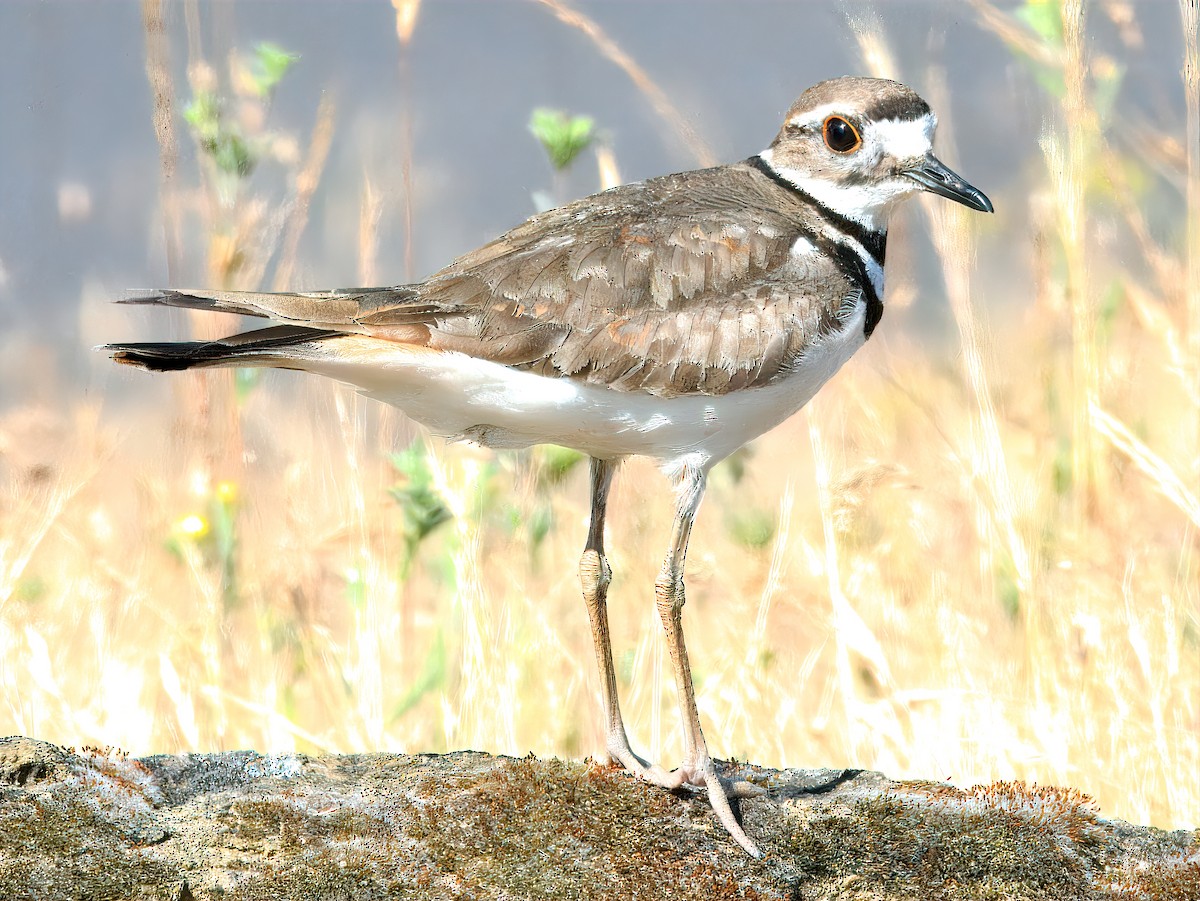 Killdeer - ML637236552