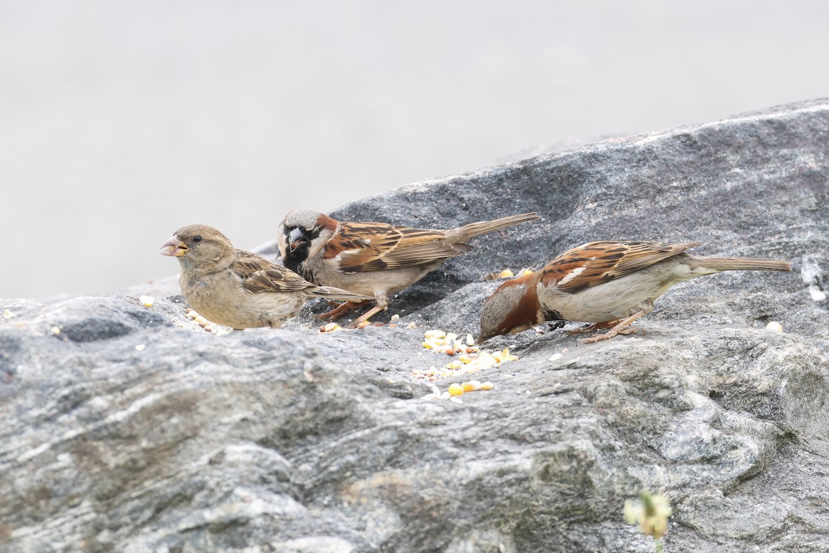 Оронгийн бор шувуу - ML637236557