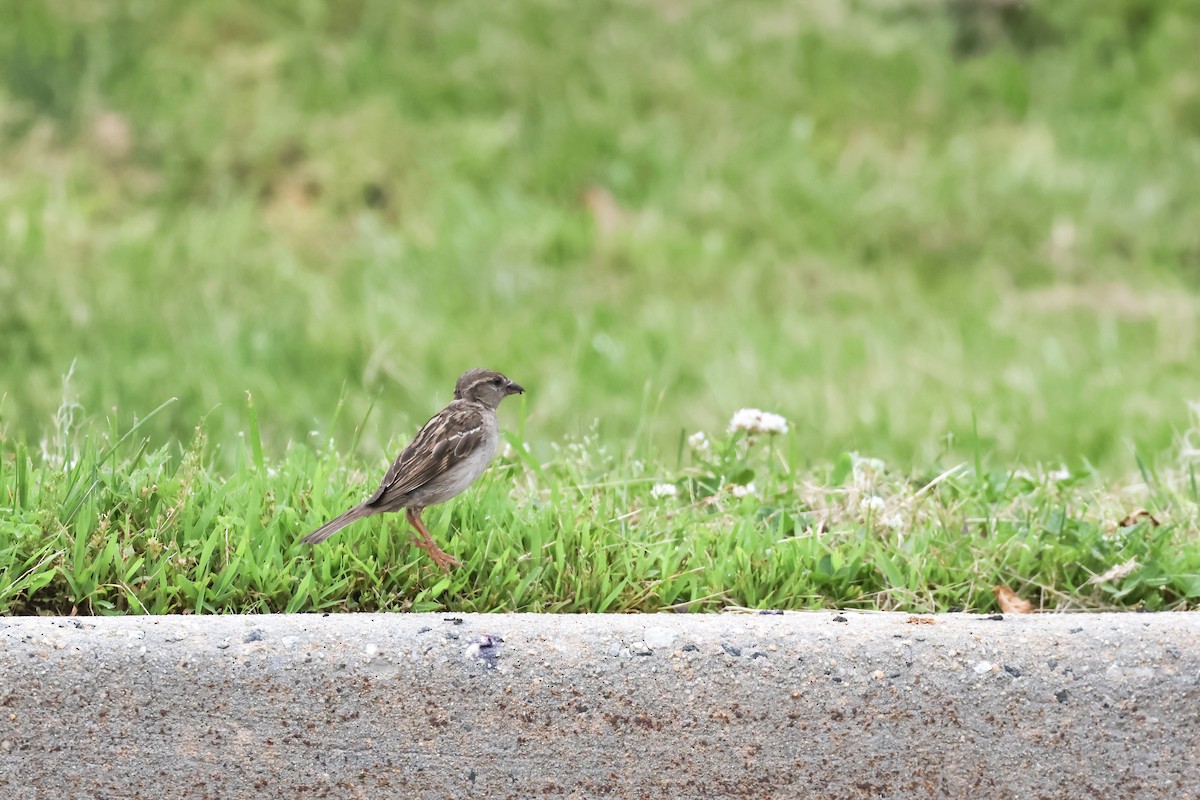 Оронгийн бор шувуу - ML637236574