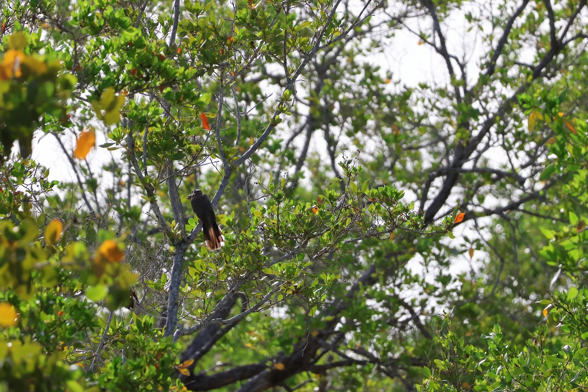 Mangrove Cuckoo - ML637236669