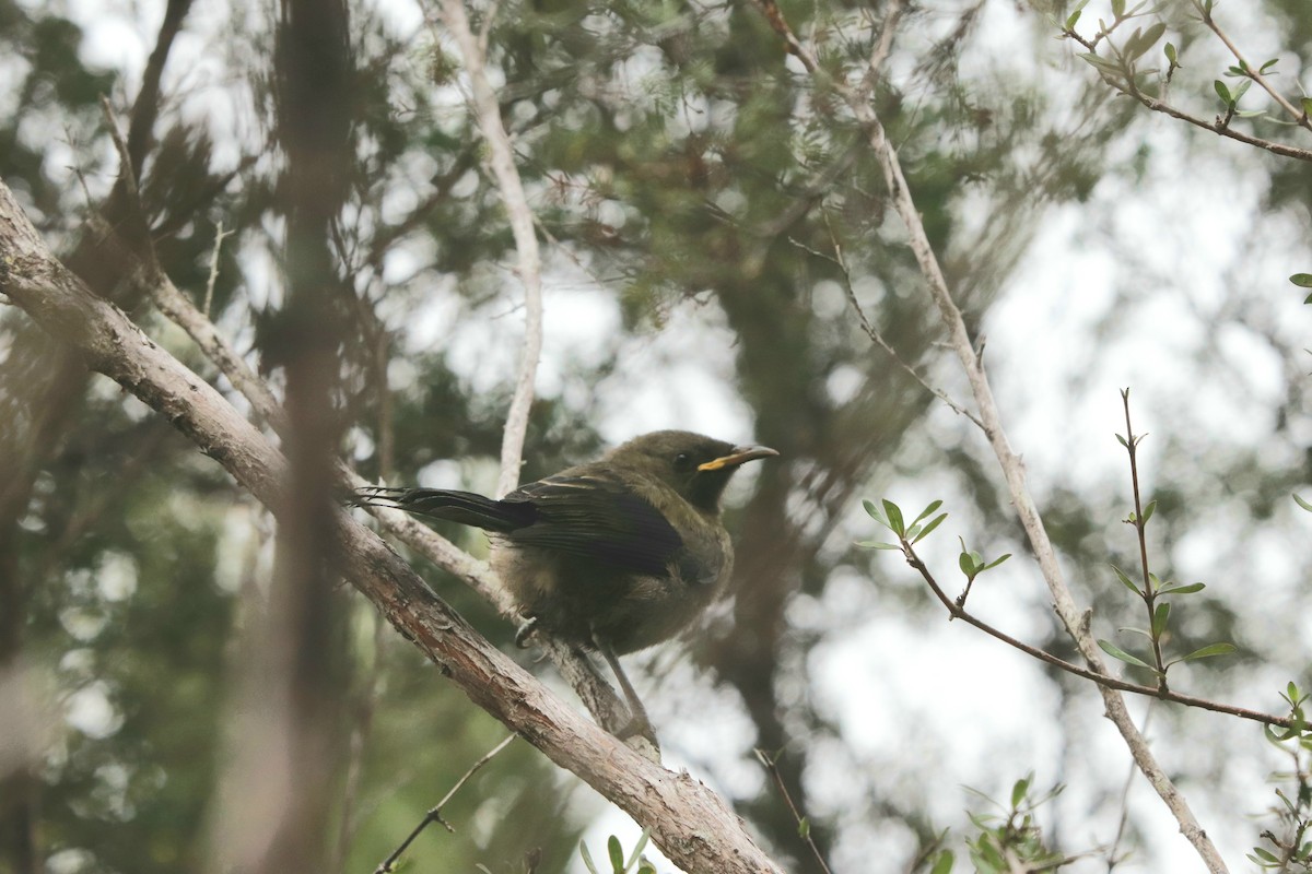 New Zealand Bellbird - ML637237020