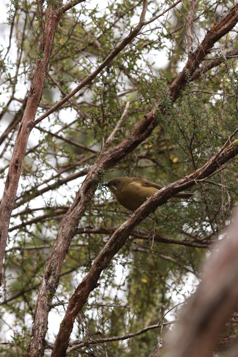 New Zealand Bellbird - ML637237021