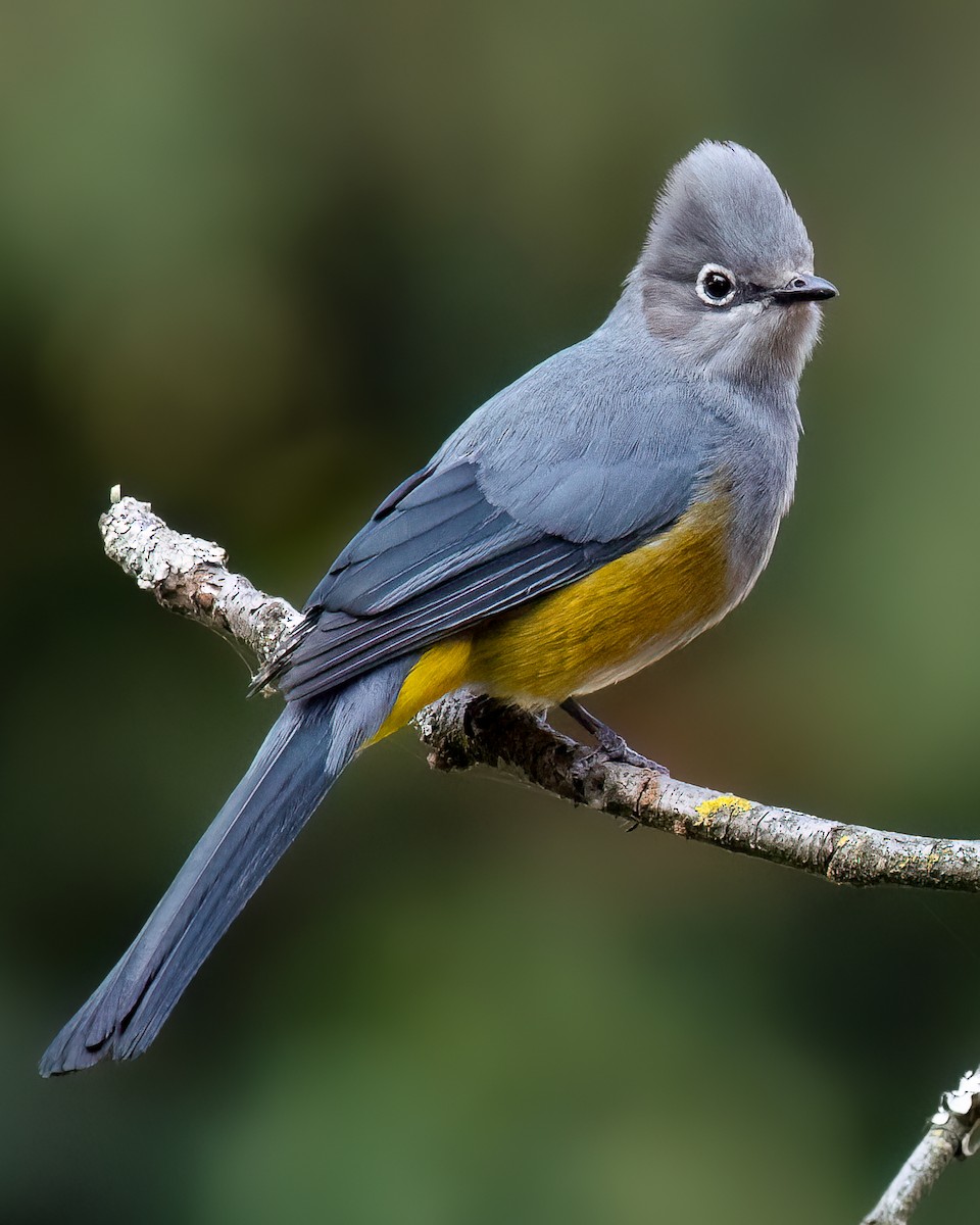 Gray Silky-flycatcher - ML637237031