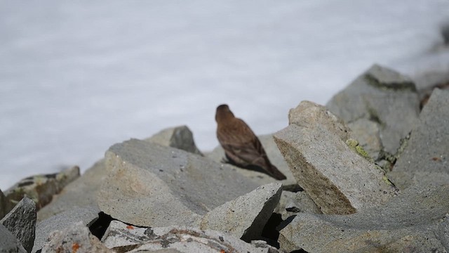 Brown-capped Rosy-Finch - ML637237059