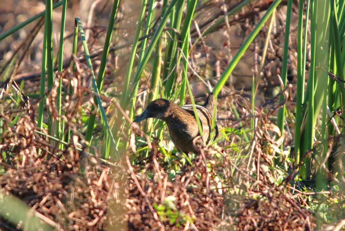 Spotted Rail - ML637237232