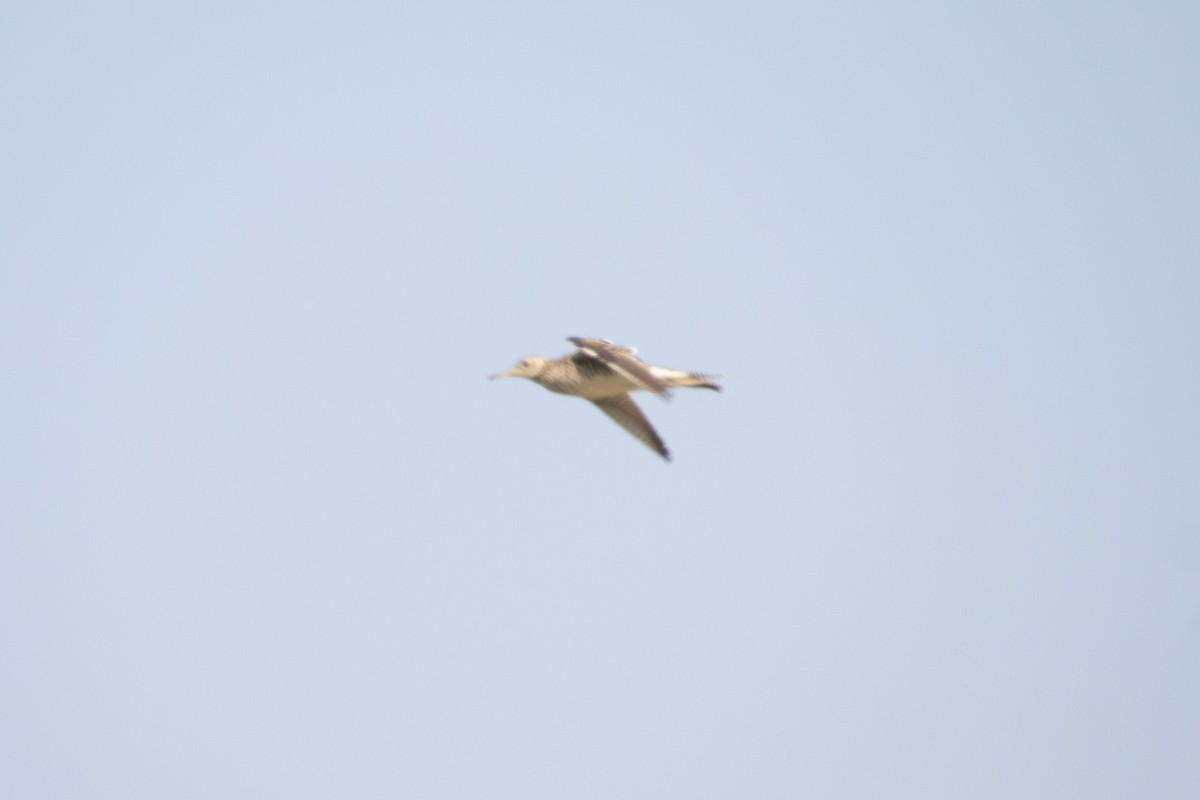 Upland Sandpiper - ML637237279